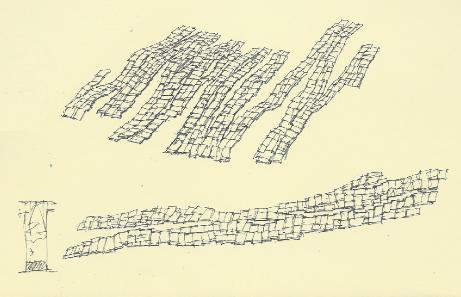 redwoodoverhead1a1a1